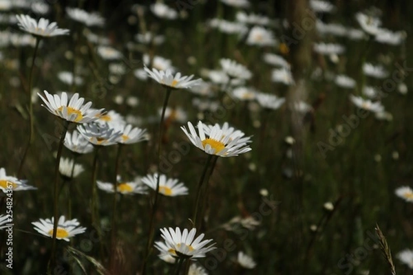 Obraz Daisies