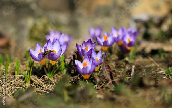 Fototapeta Crocus (plural: crocuses or croci) is a genus of flowering plants in the iris family. Flowers close-up on a blurred natural background. The first spring flower in the garden