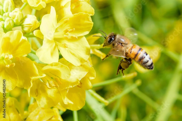 Obraz ミツバチと菜の花