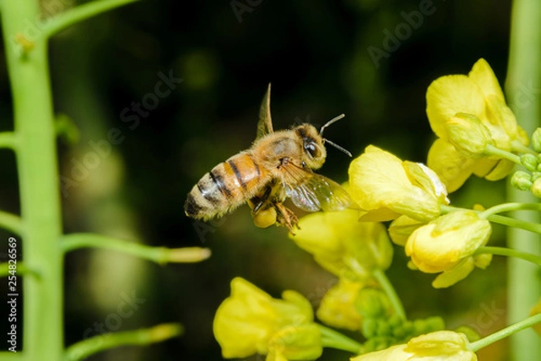 Obraz ミツバチと菜の花