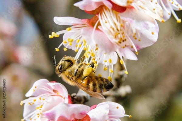 Obraz ミツバチと紅梅