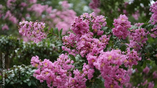 Fototapeta ピンクの花