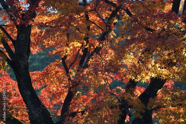 Obraz 秋　紅葉　鮮やか