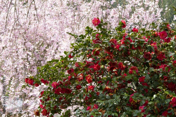 Obraz 桜とぼたん