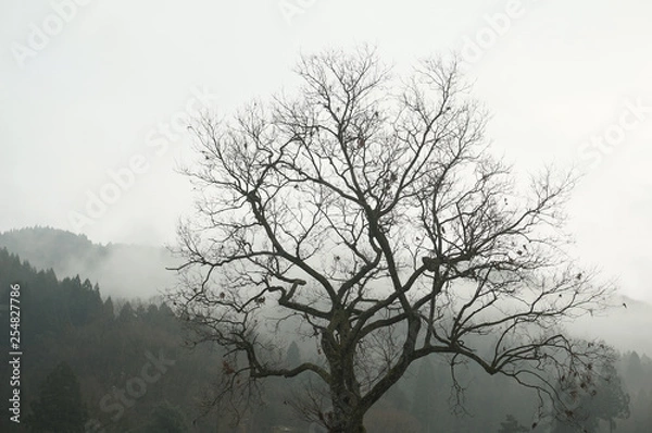 Obraz 冬の立ち木