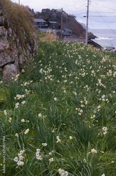 Obraz 冬　水仙　海
