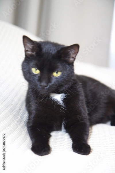 Fototapeta  Cats in the house