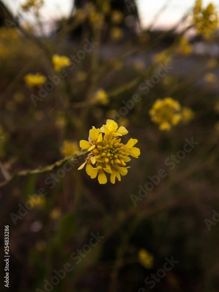 Obraz yellow flowers
