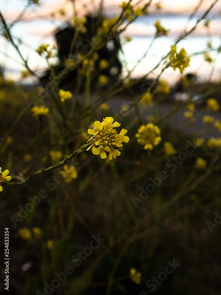 Obraz yellow flowers