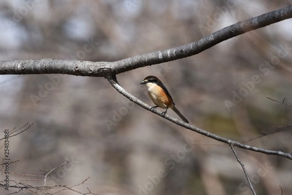 Fototapeta Shrike's beak is sharp as a hawk.