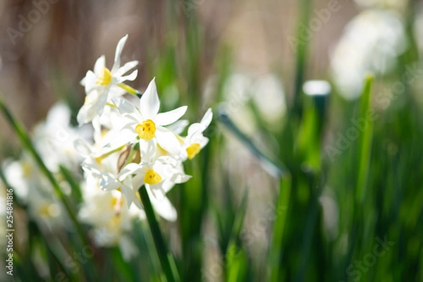 Obraz ラッパズイセン