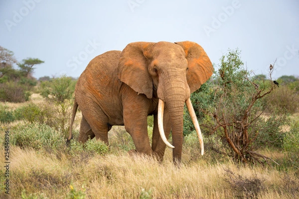 Fototapeta An elephant is walking between the bush