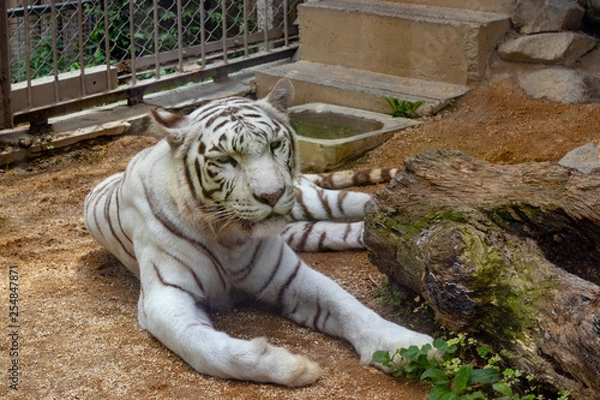 Fototapeta ホワイトタイガー