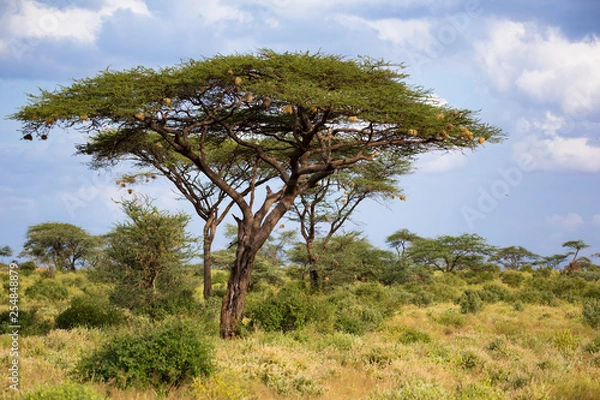 Fototapeta A big acacia tree between another bushes and plants
