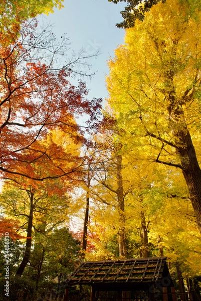 Obraz 大田黒公園の紅葉