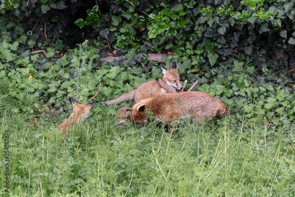 Obraz Fox cubs