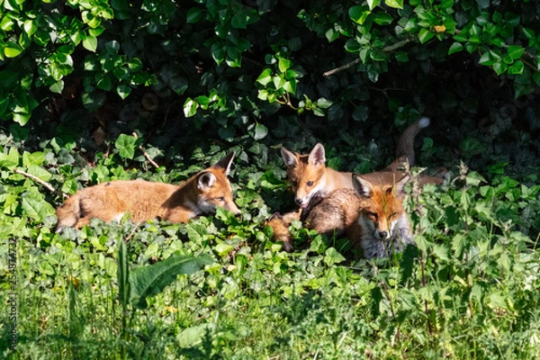 Obraz Fox cubs