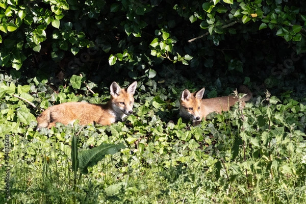 Obraz Fox cubs