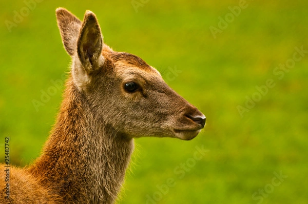 Fototapeta Junghirsch