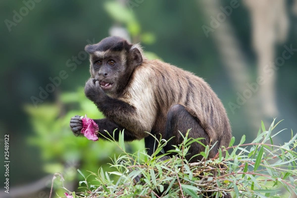 Fototapeta Tufted Capuchin