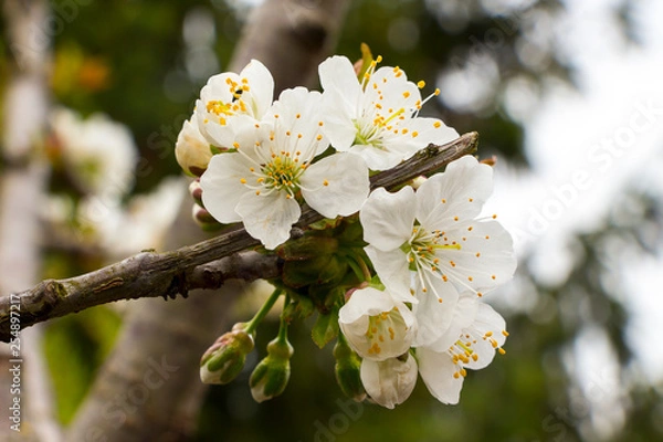 Obraz Apfelbaumblüte
