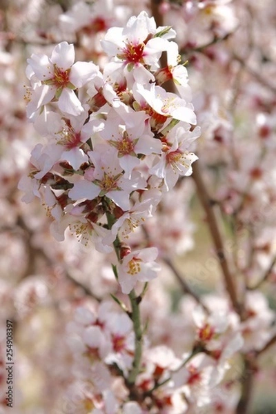 Obraz Floraison des amandiers