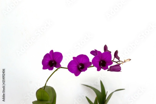 Fototapeta Dendrobium orchids violet on white background