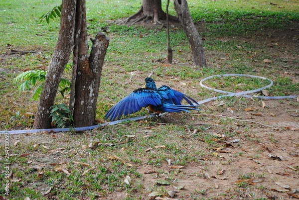 Fototapeta Arara-canindé 07