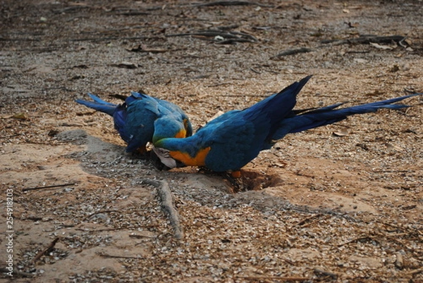 Fototapeta Arara-canindé 06
