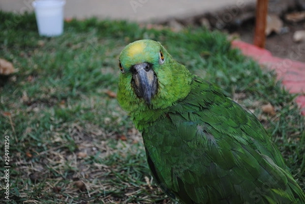 Fototapeta Papagaio