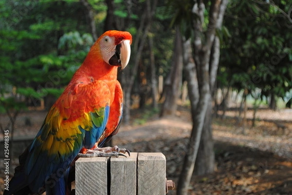 Fototapeta Arara-vermelha