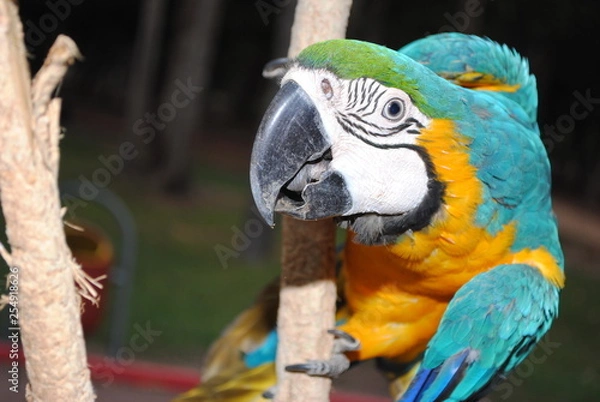 Fototapeta Arara-canindé 04