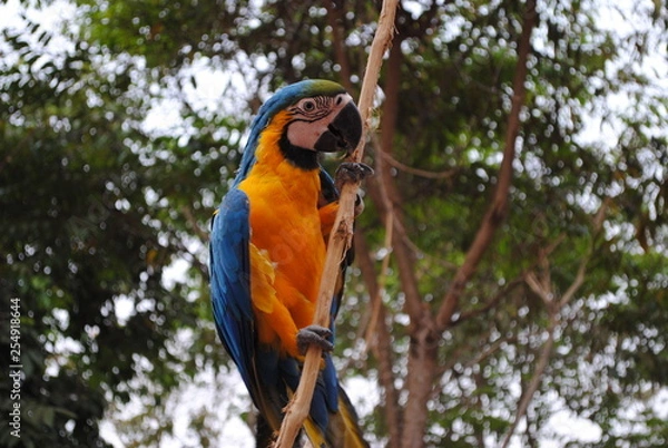 Fototapeta Arara-canindé 03