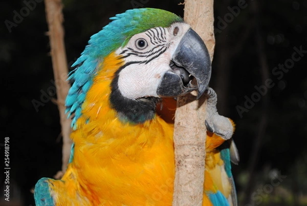 Fototapeta Arara-canindé 01