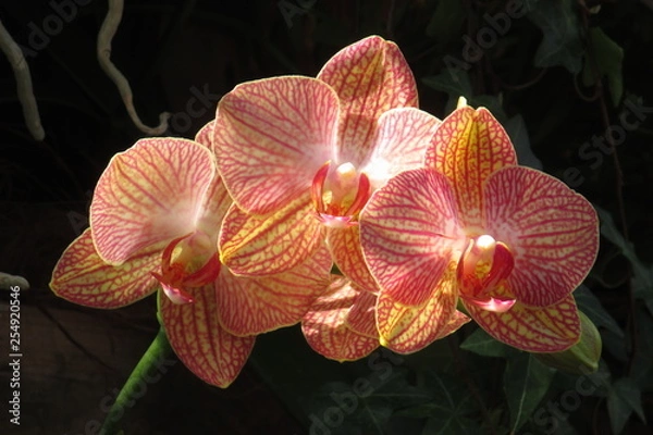 Obraz Orchidee Orchideen - Porträt