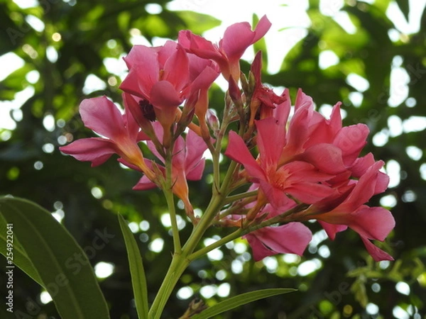 Obraz Pink Oleander flowers