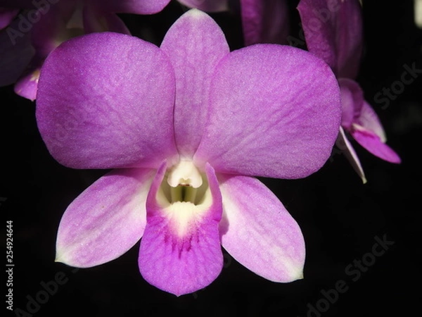 Obraz orchid on black background
