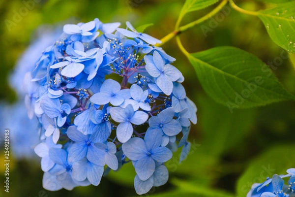 Fototapeta アジサイ