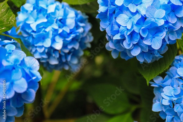 Fototapeta アジサイ