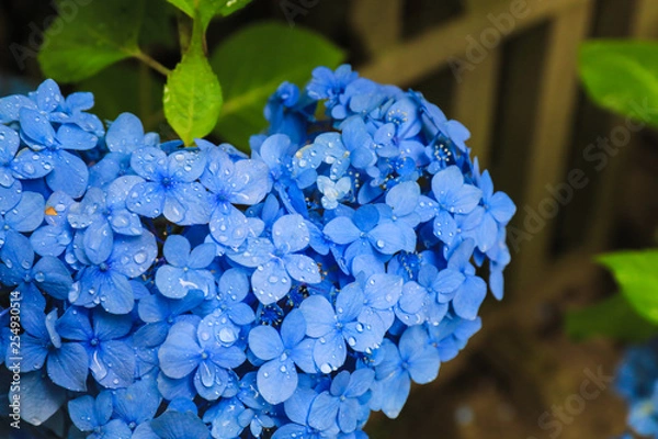 Fototapeta アジサイ