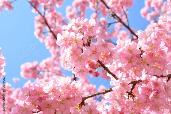Fototapeta 桜イメージ素材、サクラ、満開の河津桜