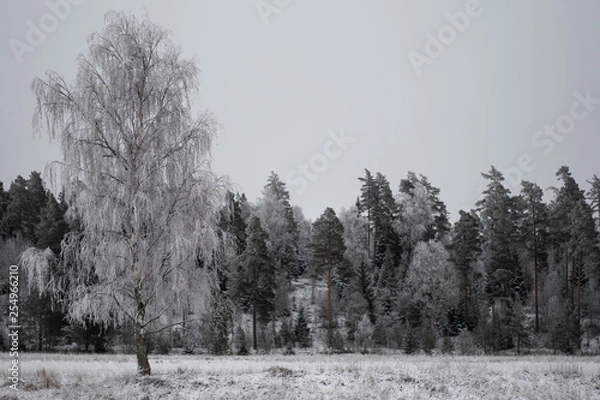 Fototapeta ice and snow covered tree