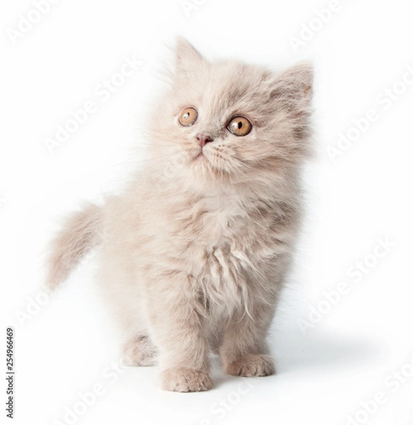 Fototapeta Kitten, British Longhair, isolated on a white background.