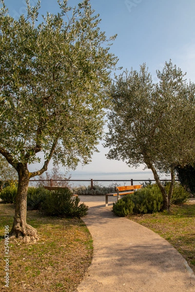 Obraz Footpath in a garden leaned out on Lake Garda with benches among olive trees (Olea europaea) and rosemary (Rosmarinus officinalis), Sirmione, Lombardy, Italy