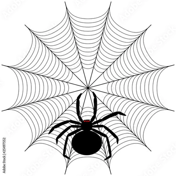 Obraz Black spider on the web