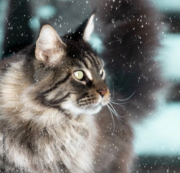 Obraz Katze im Schneefall 