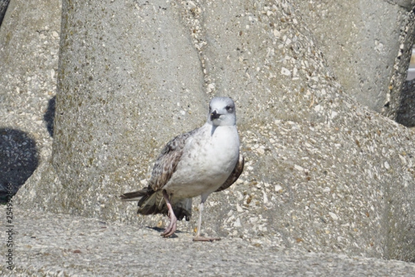 Obraz Seagull, close-up bird