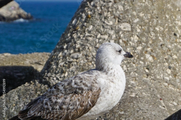 Obraz Seagull, close-up bird
