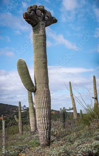 Obraz Crowned Saguaro Cactus