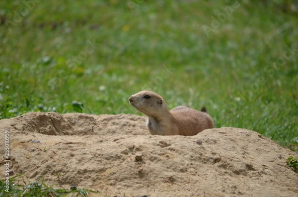 Fototapeta Erdmännchen